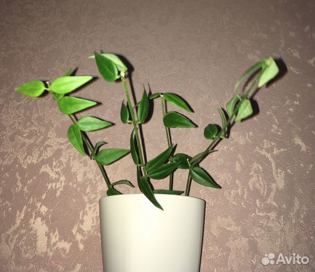 Хойя Белла в горшке