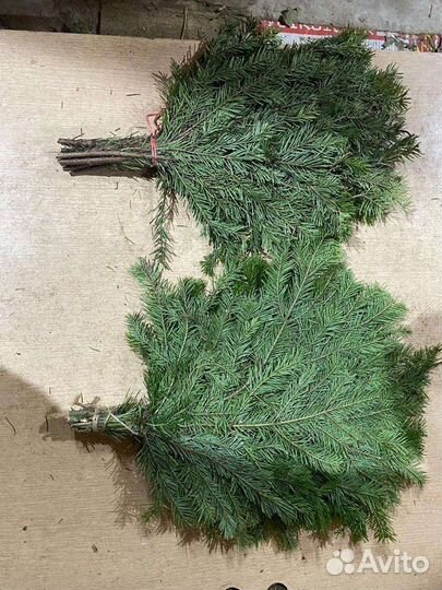 Пихтовые веники