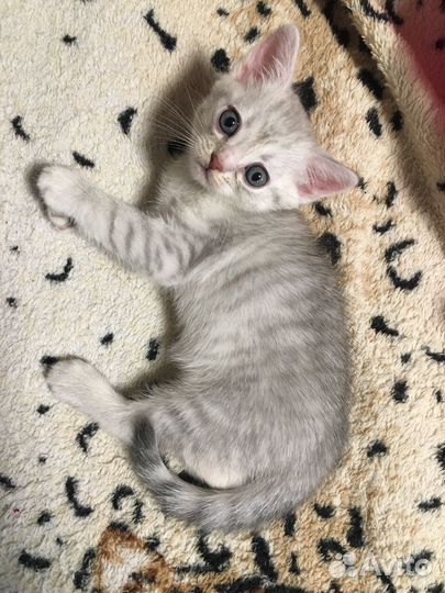Шотландский котенок