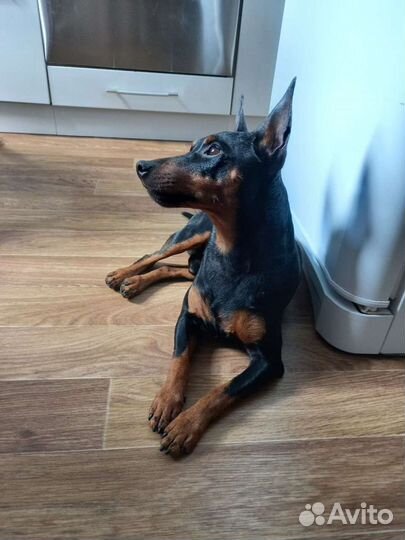 Вязка цвергпинчер