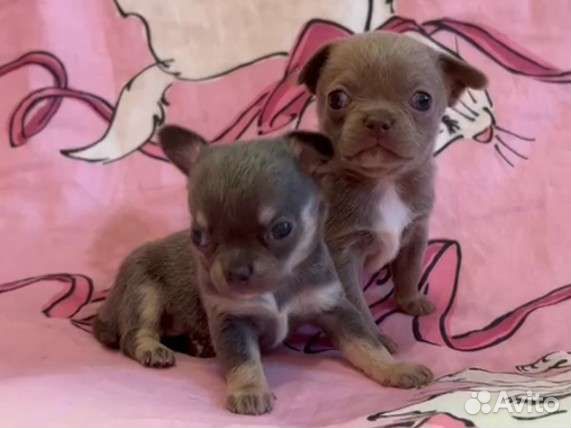 Шикарные кукольные девочки чихуахуа