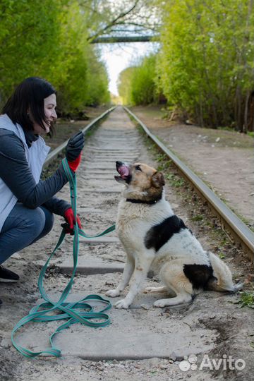 Щенок-подросток Весна в добрые руки