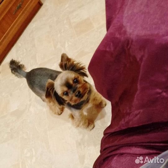 Домашний детский сад для животных