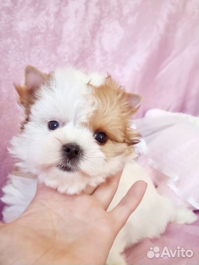 Голдаст йорк