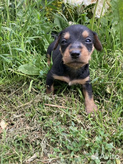 Щеночки ищут дом