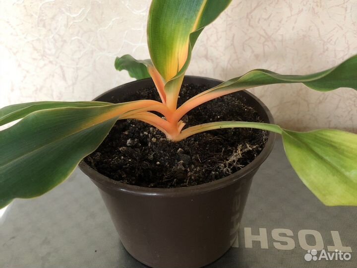 Хлорофитум, есть оранжевый