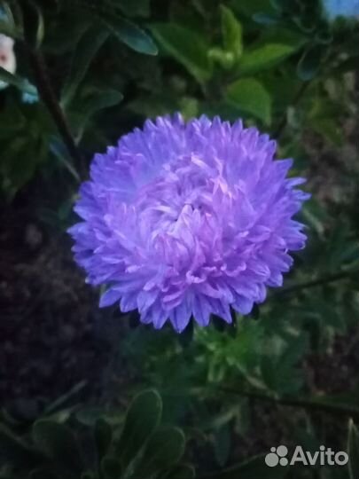 Астра для букета срезка