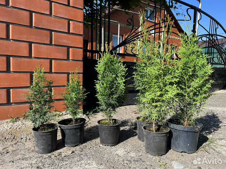 Туя колумна