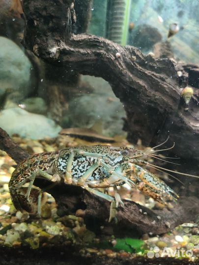 Мраморный рак