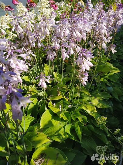 Хоста обильно цветущая