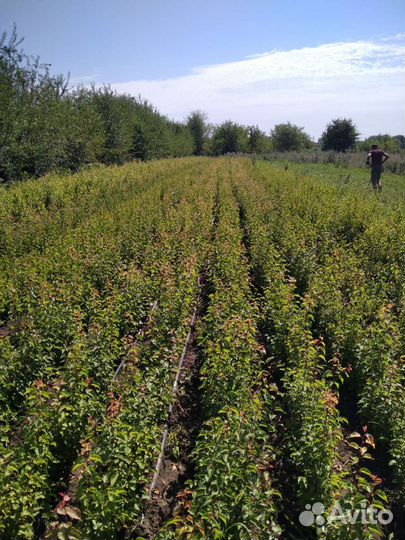 В продаже подвой жерделы