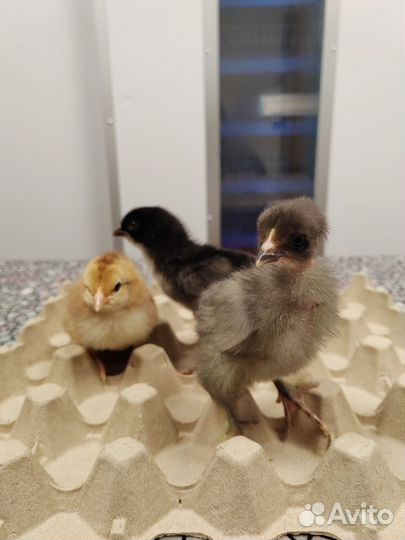 Бройлер подрощенный, цесарка, голошейка