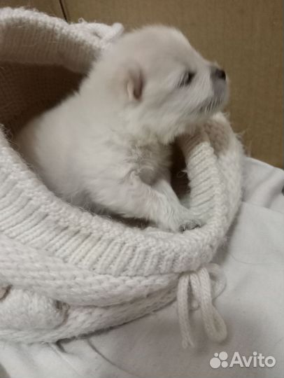 Померанский шпиц щенок