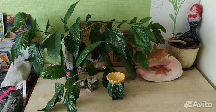 Комнатная роза