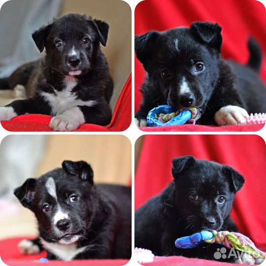 Щенки мальчикив дар