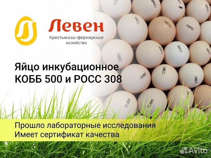 Инкубационное яйцо бройлеров Кобб 500 и Росс 308