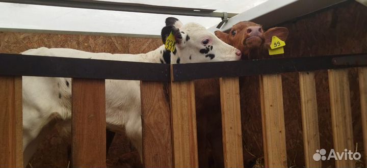 Телята с доставкой