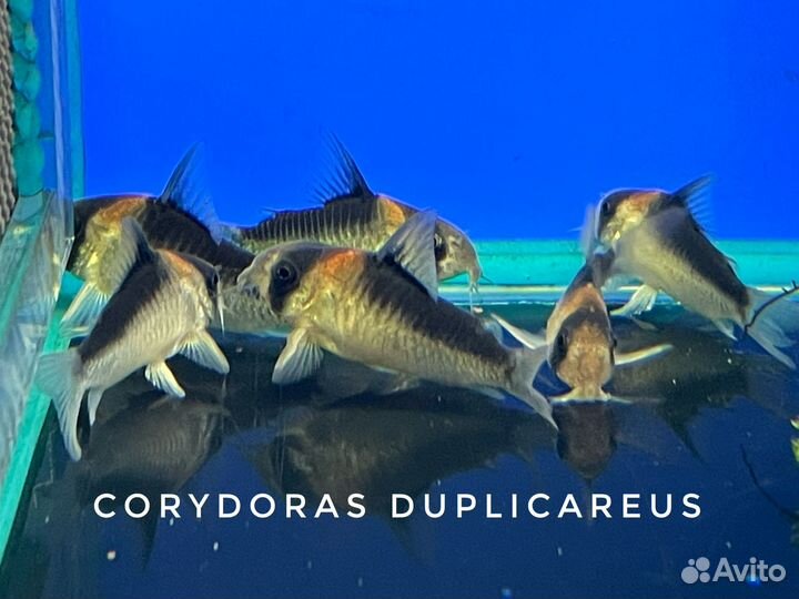 Коридорас Дупликареус