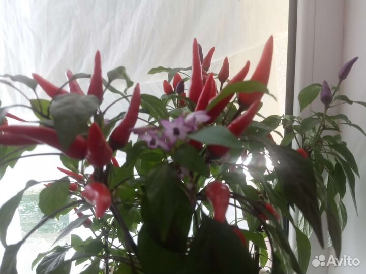 Перец балконный