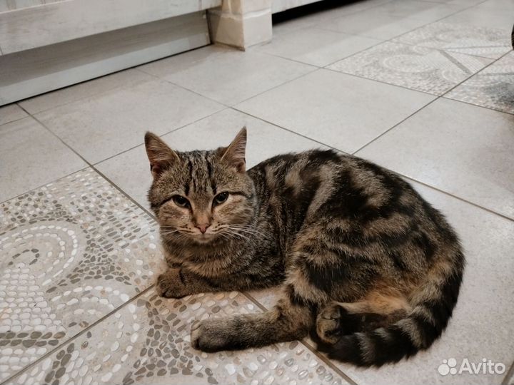 Отдаю кота бесплатно