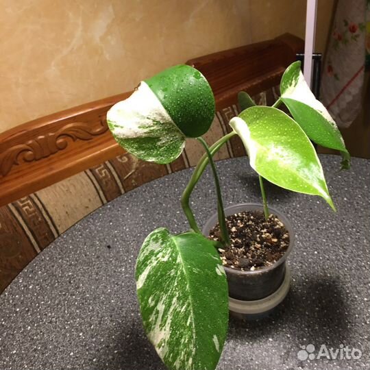 Монстера вариегатная альба