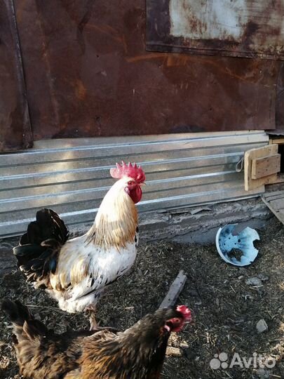 Петушки 7-10 месяцев