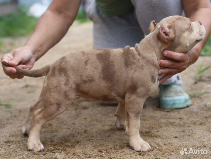 Девочка американский булли