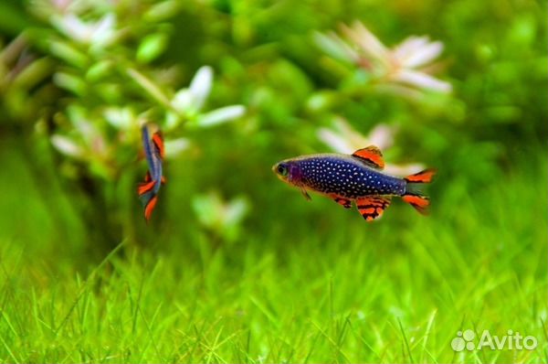 Эритромикрон. Рыбки. Аквариум. Галактика