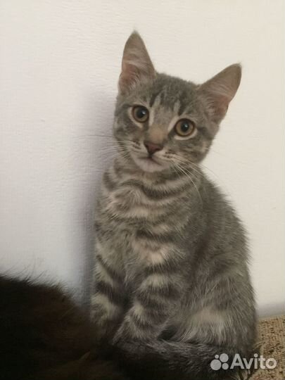 Котёнок мальчик