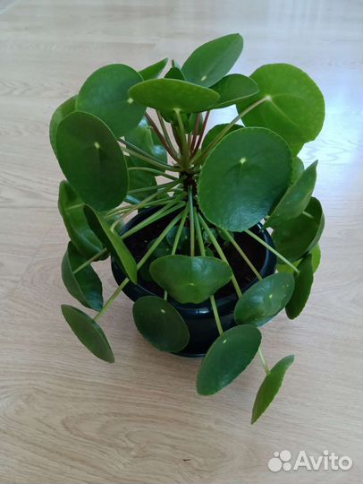 Пелея пеперомиевидная