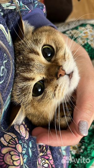 Вязка кота 2000