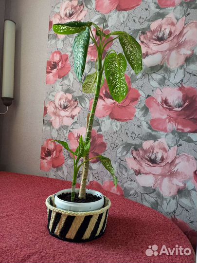 Диффенбахия