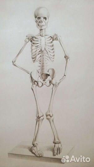 Репетитор по рисованию Помощь в рисовании