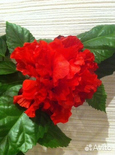 Гибискус китайская роза