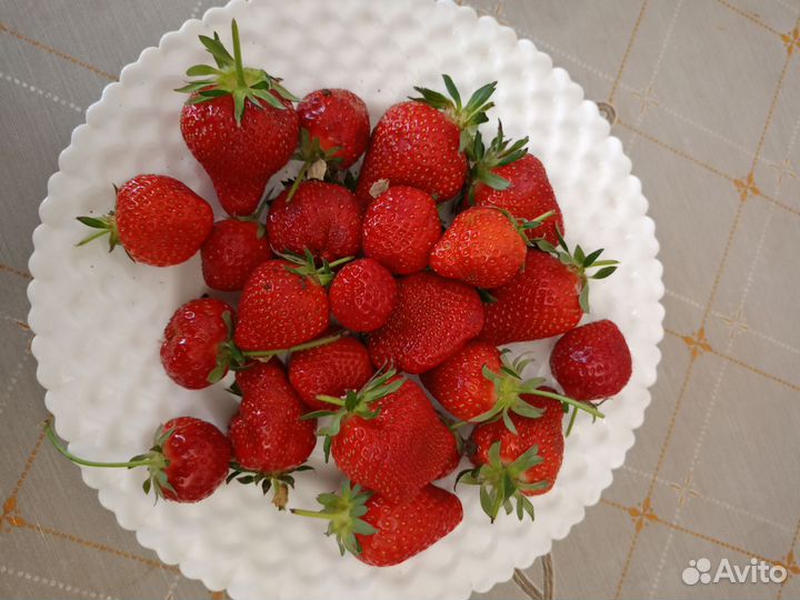 Клубника клери