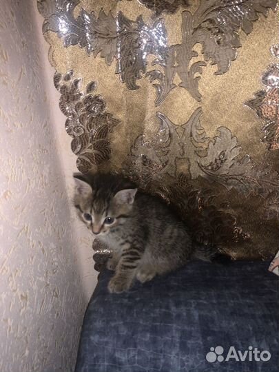 Отдам котёнка