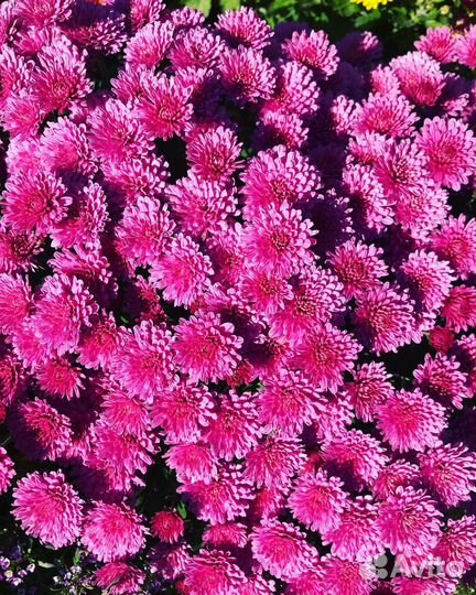 Хризантемы