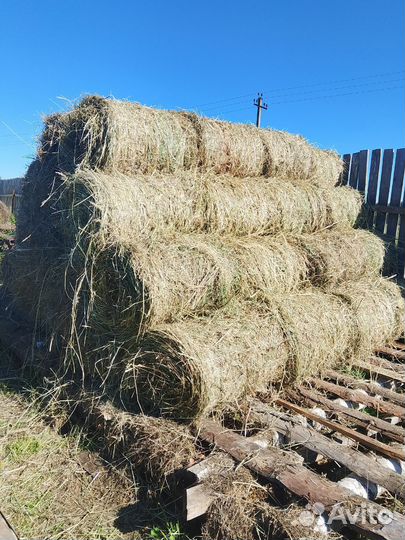 Сено в рулонах 18-30