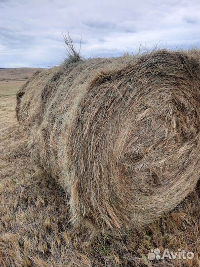 Сено в рулонах