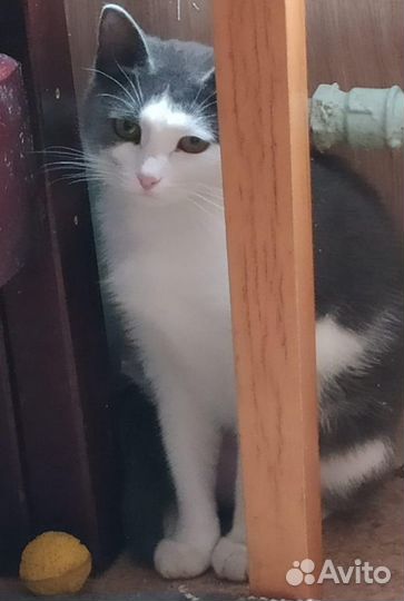 Юная Дымка - спасите кошку