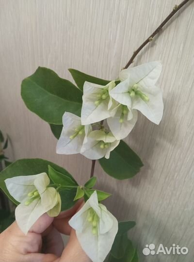 Бугенвиллия