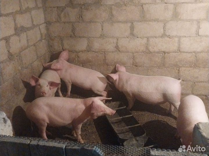 Поросята породы ландрас