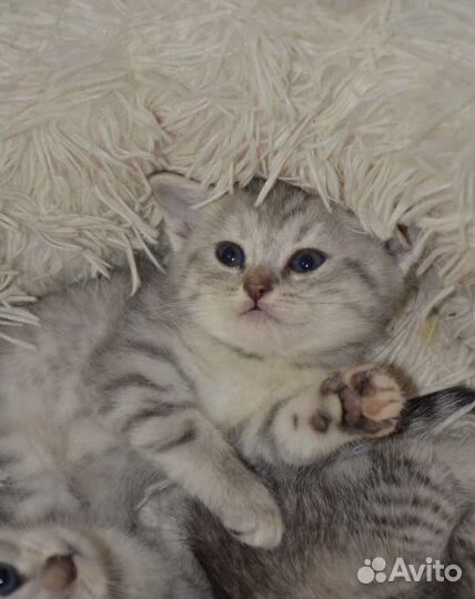 Шотландская кошка