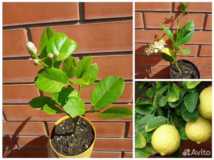 Лимон Мейера, апельсины, мандарины, кумкваты
