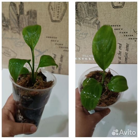 Антуриум (мужское счастье)