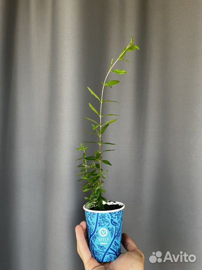 Декоративный гранат, семейство бонсай