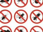 Уничтожение насекомых клопов,тараканов, клещей