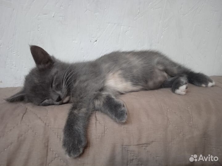 Котёнок девочка