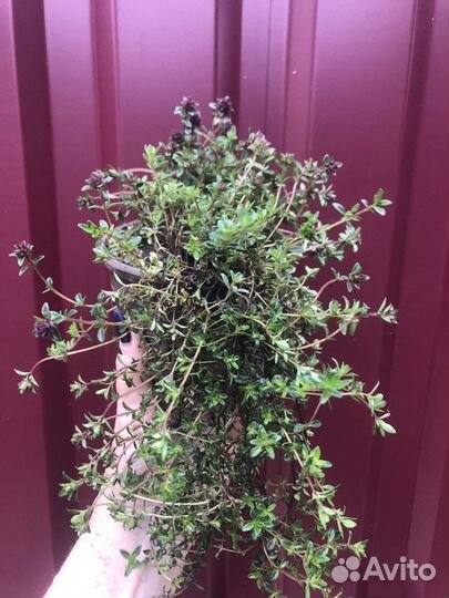 Тимьян цитрусовый