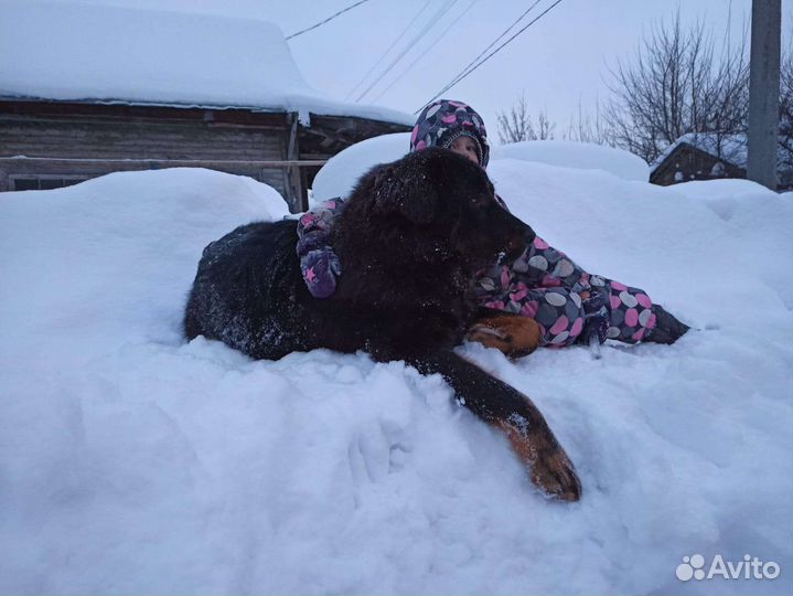 Банхар